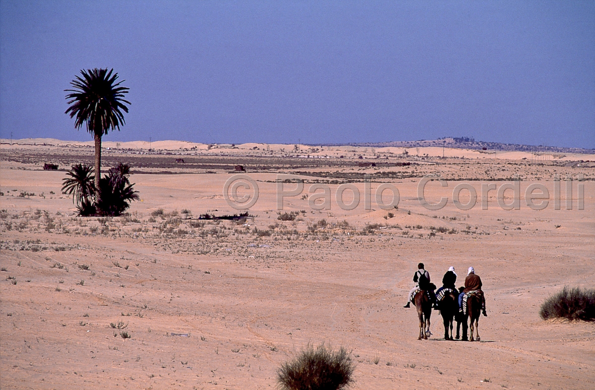 Zafrane, Douz, Tunisia
(cod:Tunisia 18)